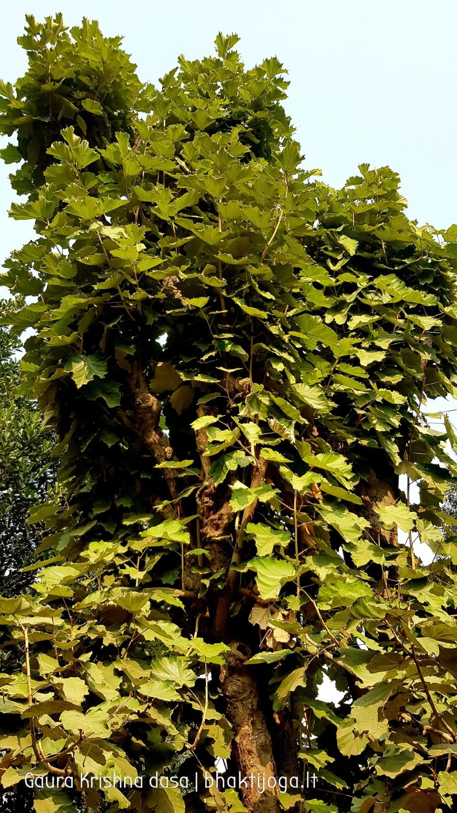 17 krishnas garden varshana 2019 12 10