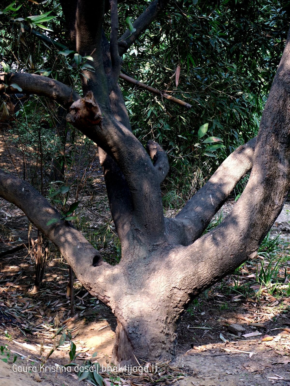 22 krishnas garden varshana 2019 12 10