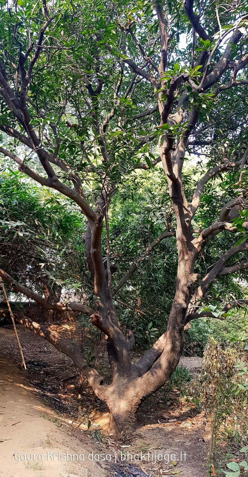 23 krishnas garden varshana 2019 12 10