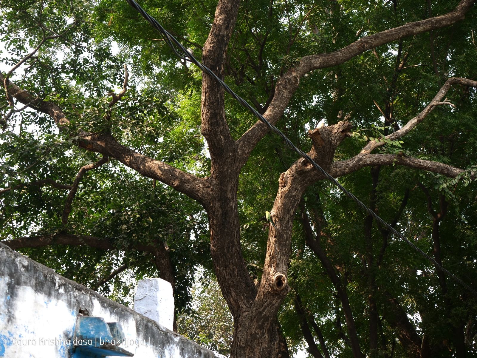 25 krishnas garden varshana 2019 12 10