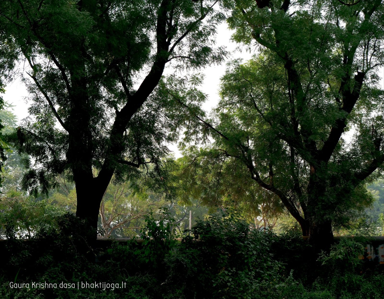 8 krishnas garden varshana 2019 12 10