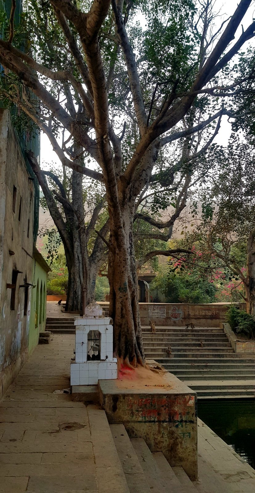 11 plants varshana 2019 12 10