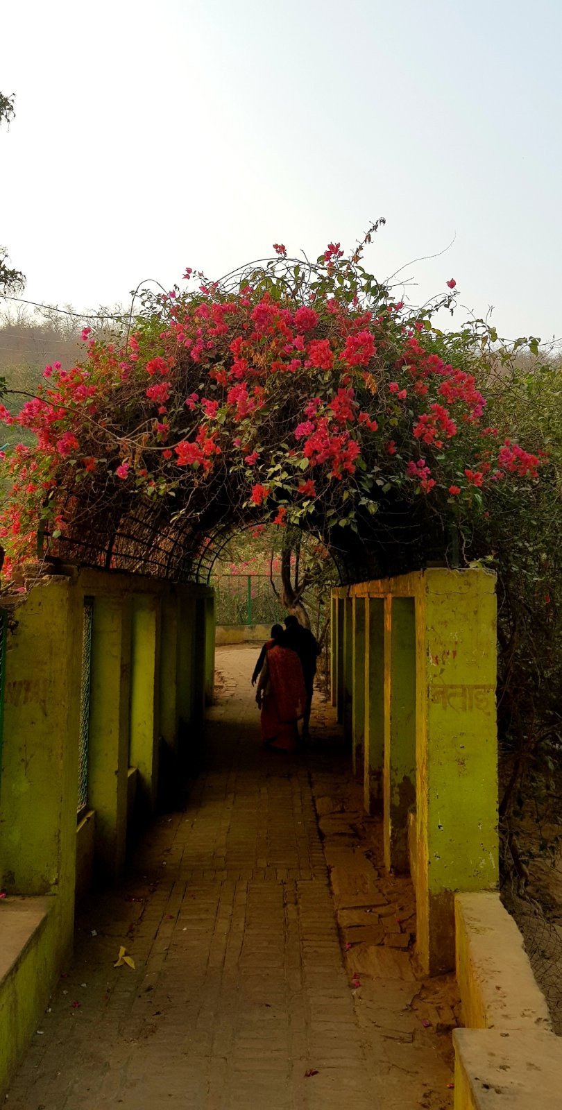 16 plants varshana 2019 12 10