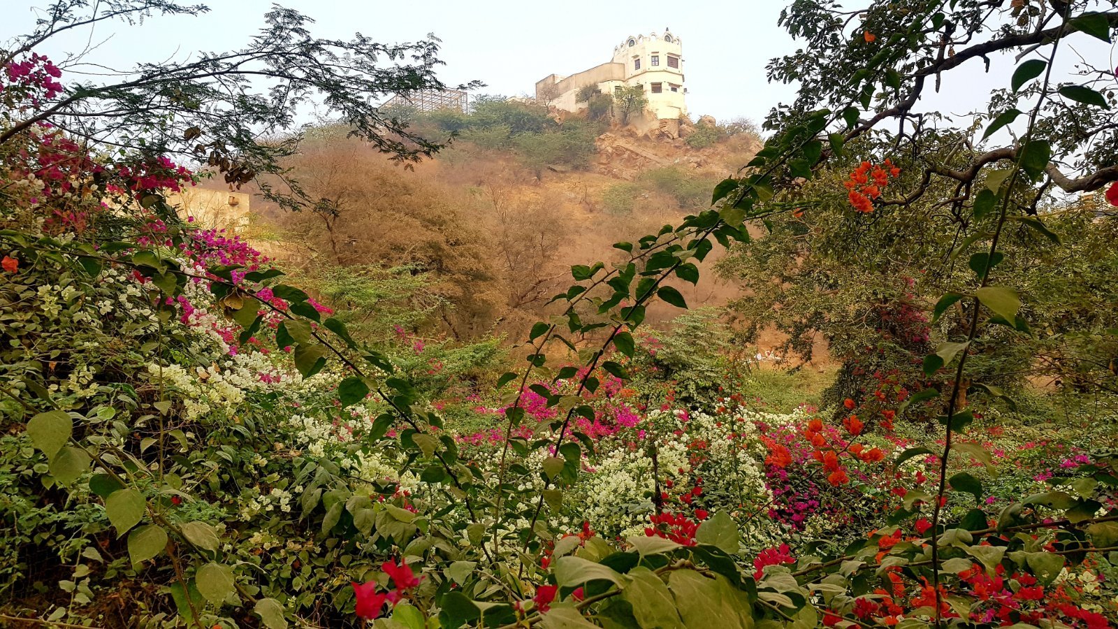 17 plants varshana 2019 12 10