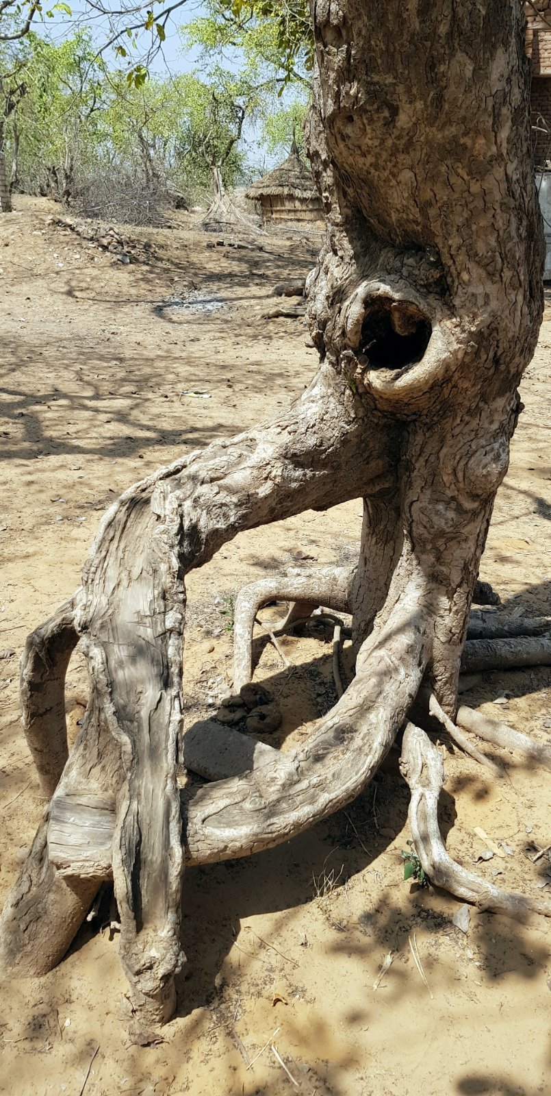 19 plants varshana 2019