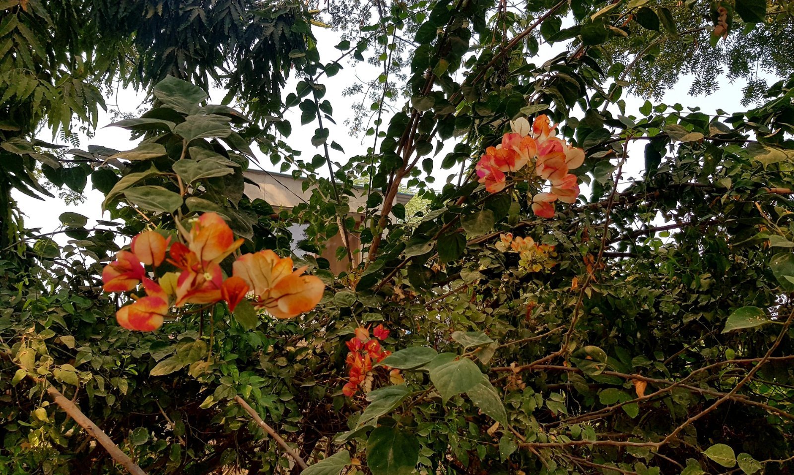 2 plants varshana 2019 12 10