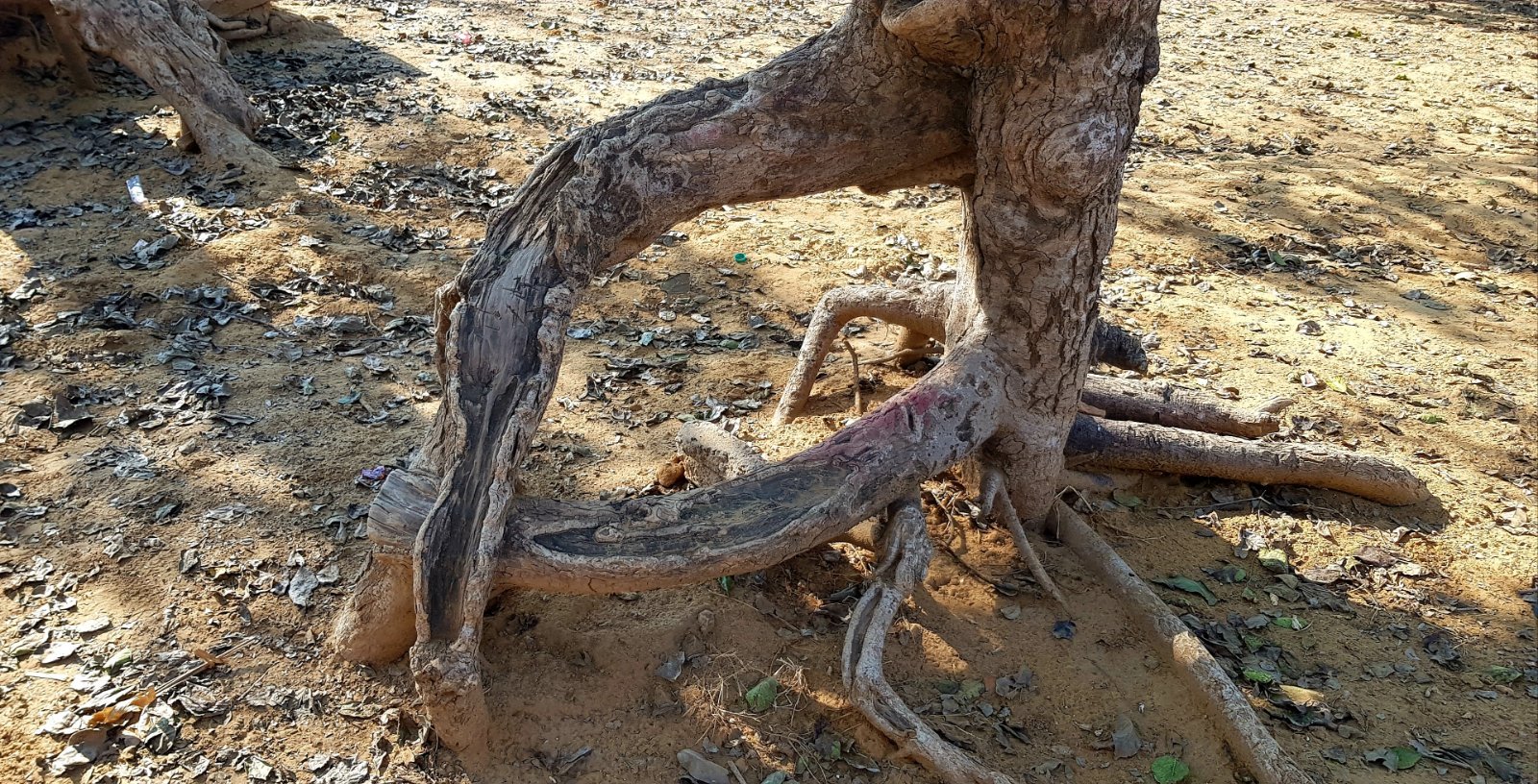 20 plants varshana 2019