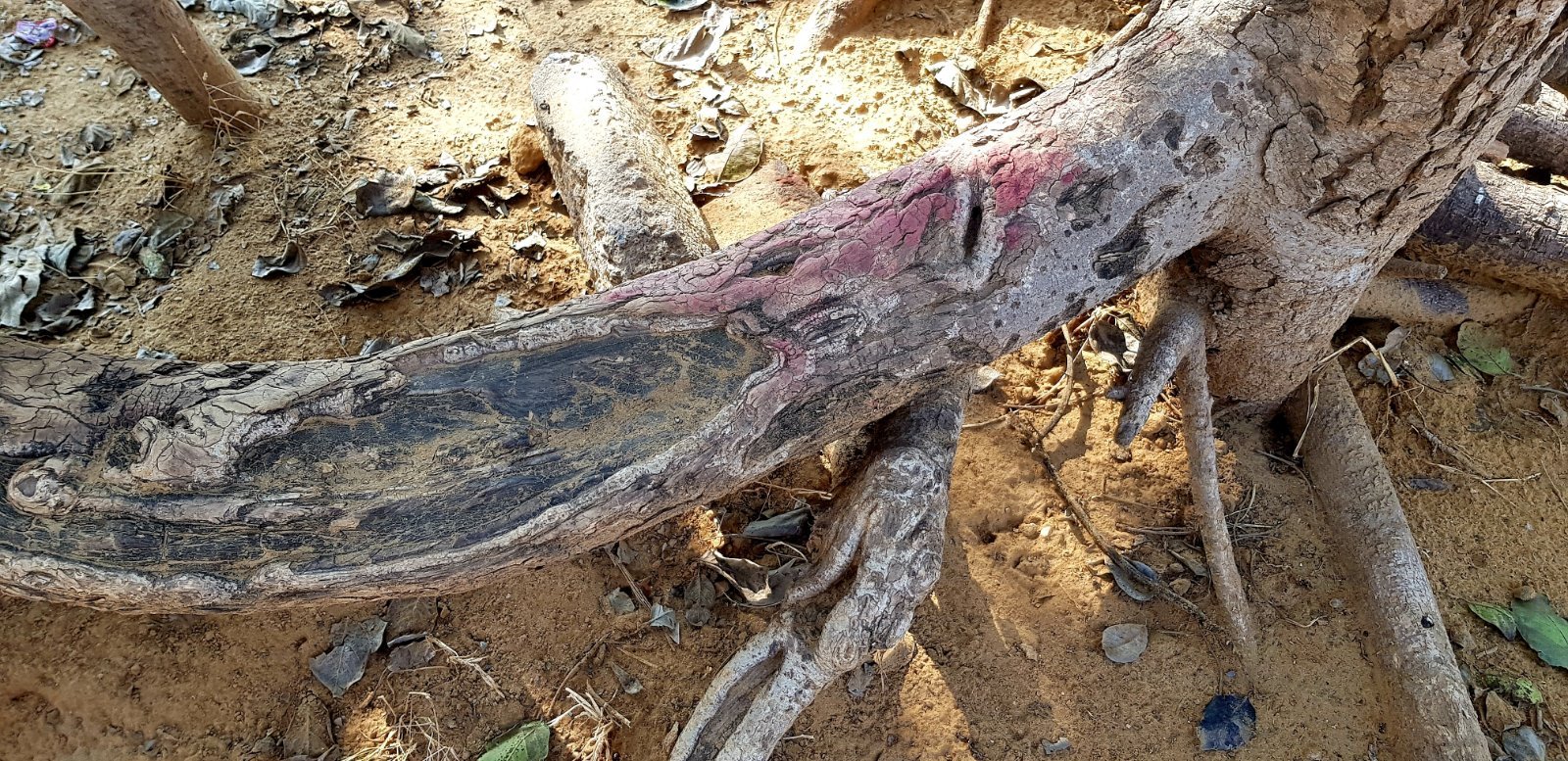 21 plants varshana 2019