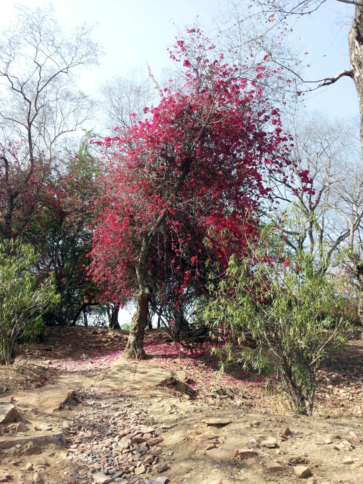 22 plants varshana 2019