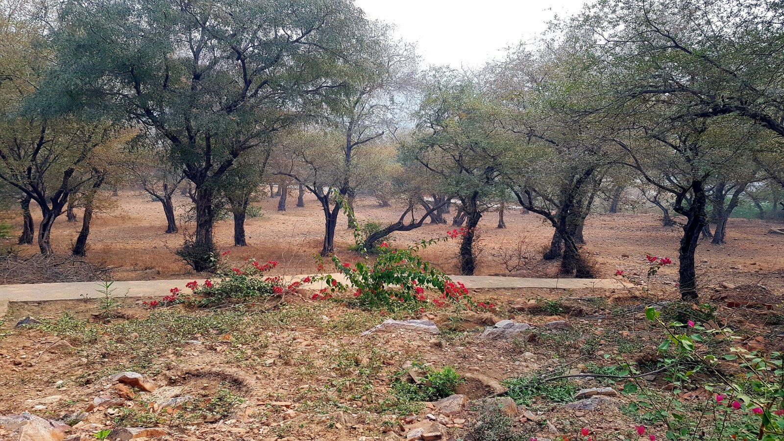 23 plants varshana 2019