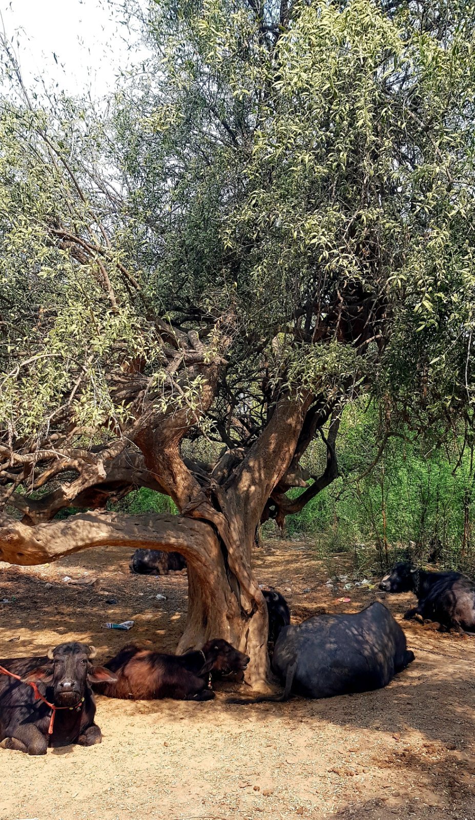 24 plants varshana 2019