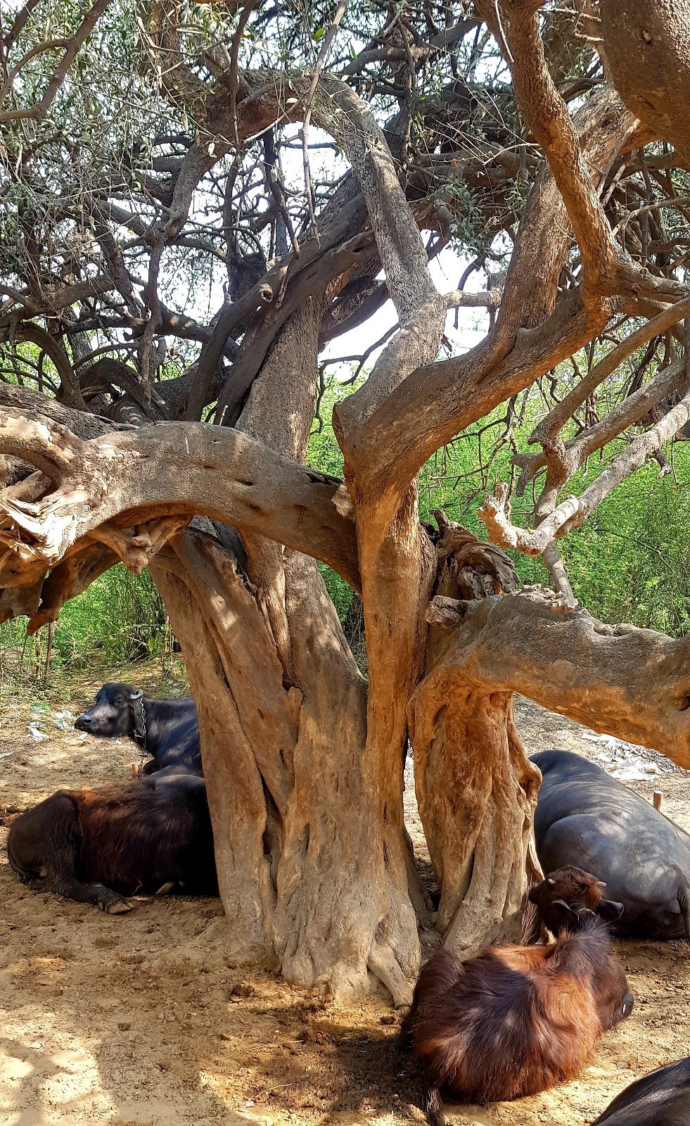 25 plants varshana 2019