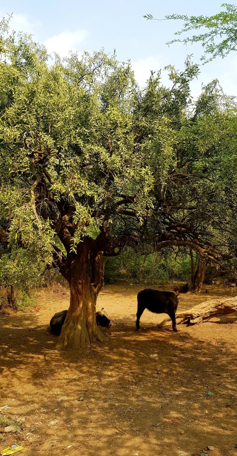 26 plants varshana 2019