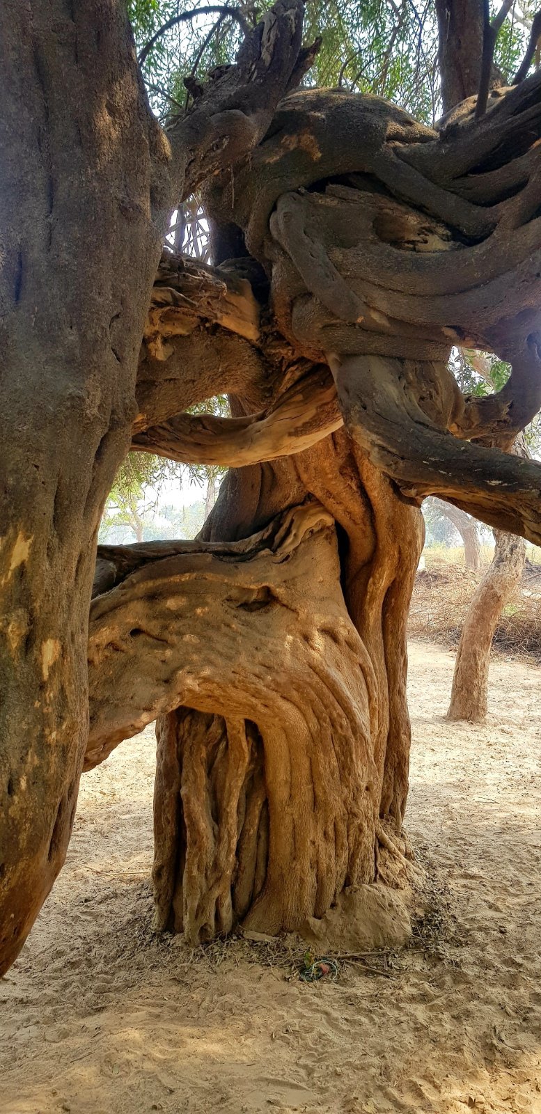 29 plants varshana 2019