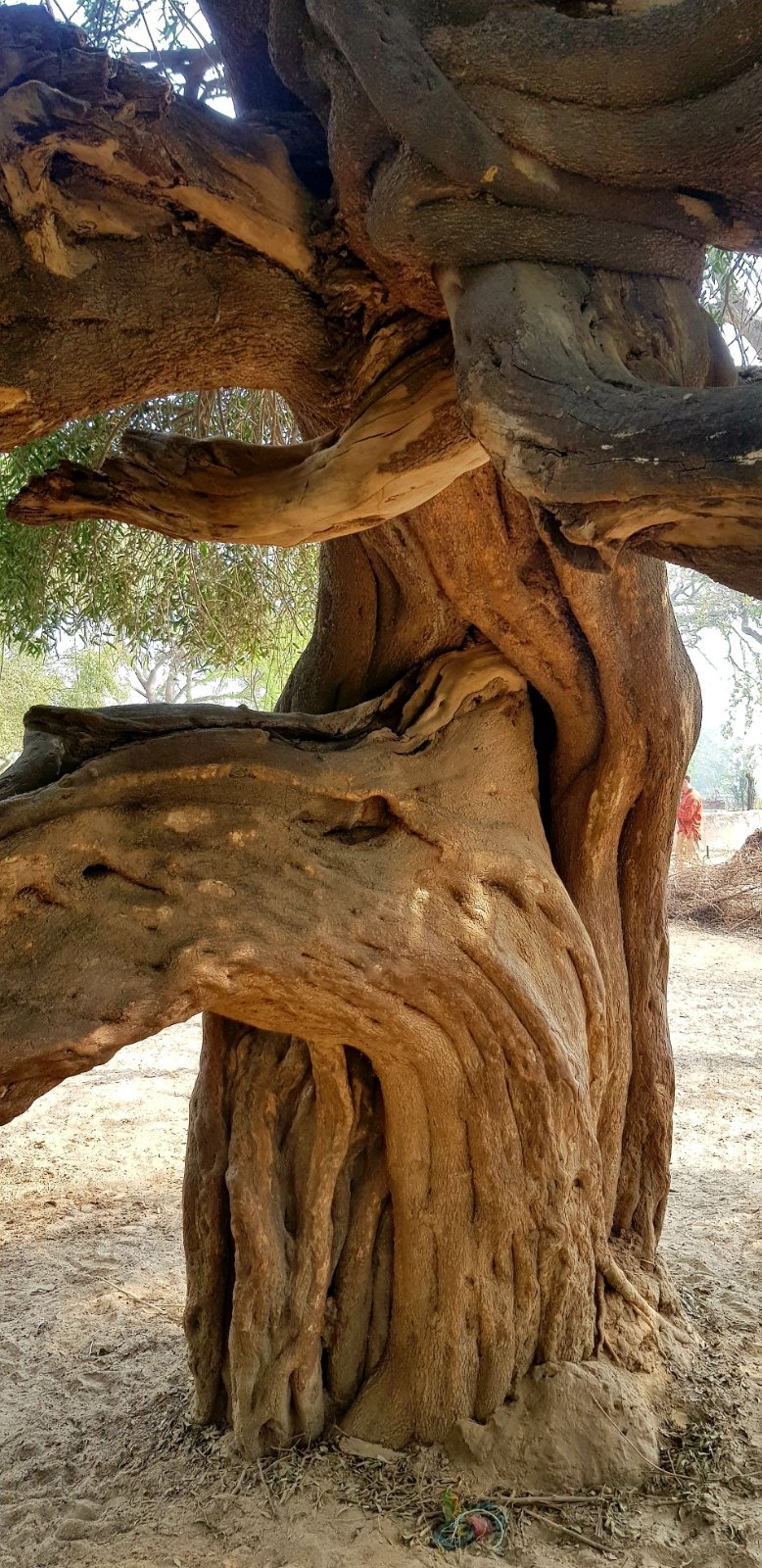 30 plants varshana 2019