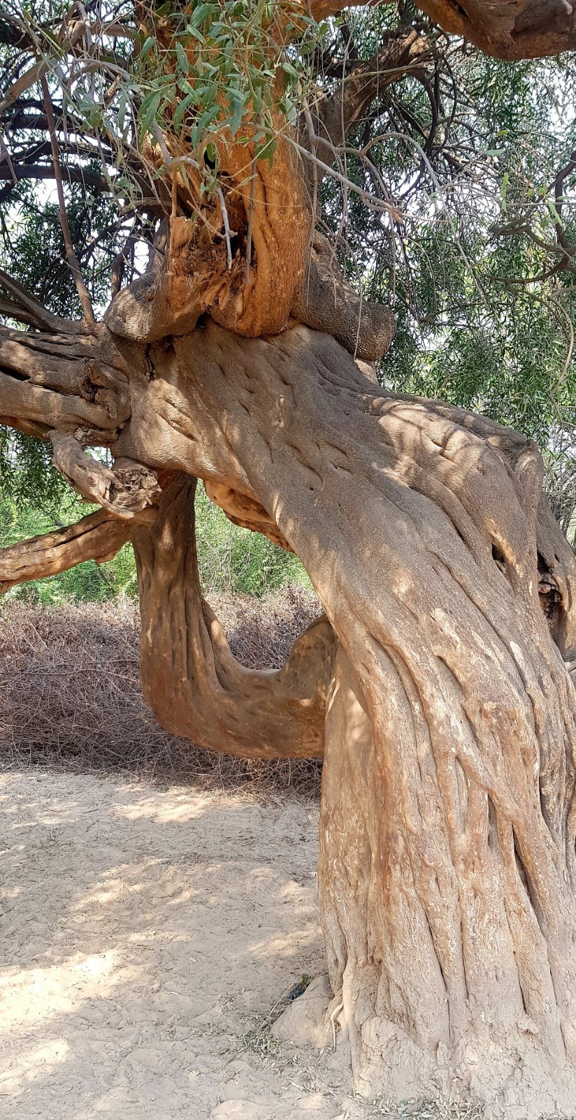 31 plants varshana 2019