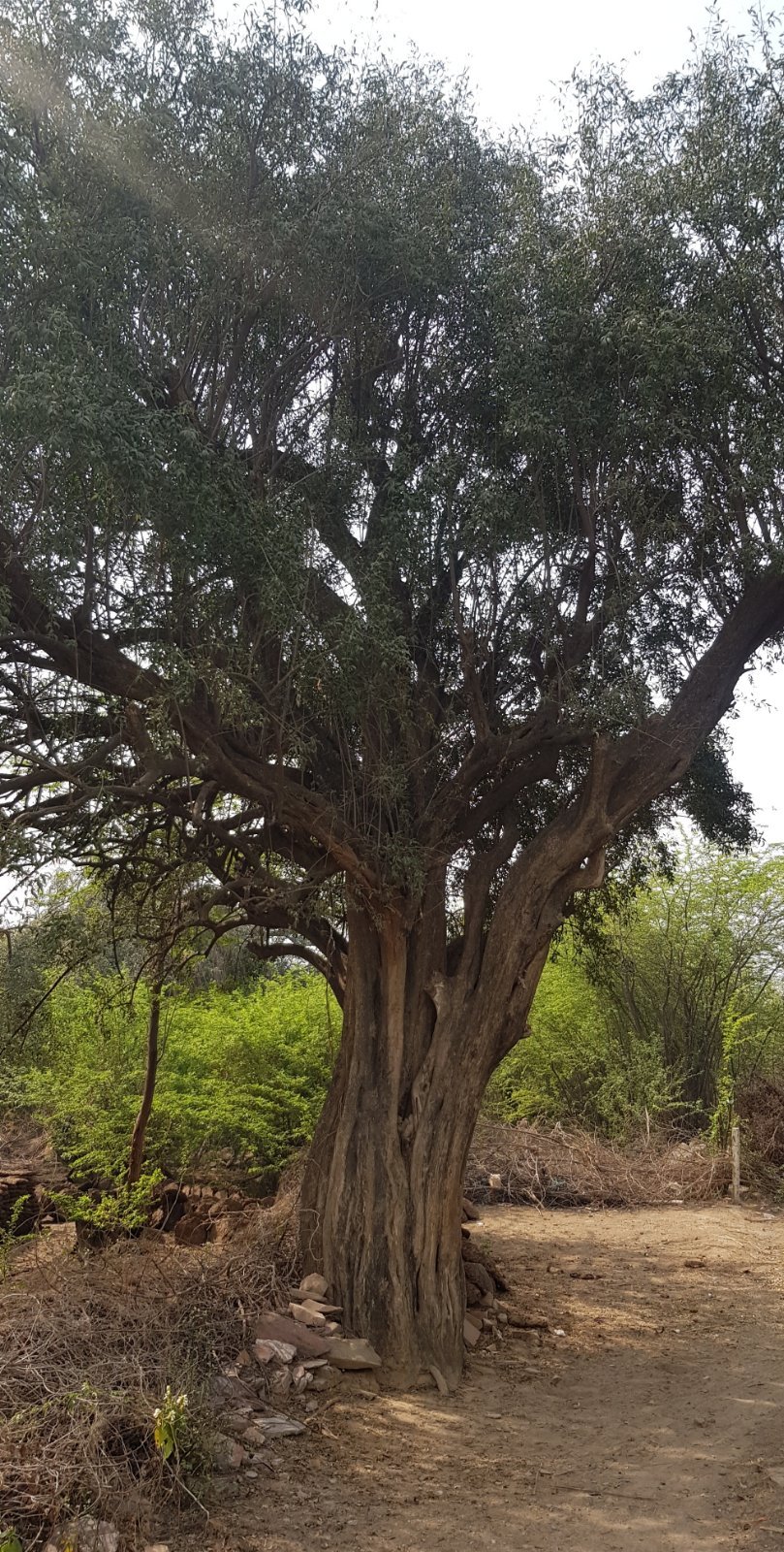 32 plants varshana 2019