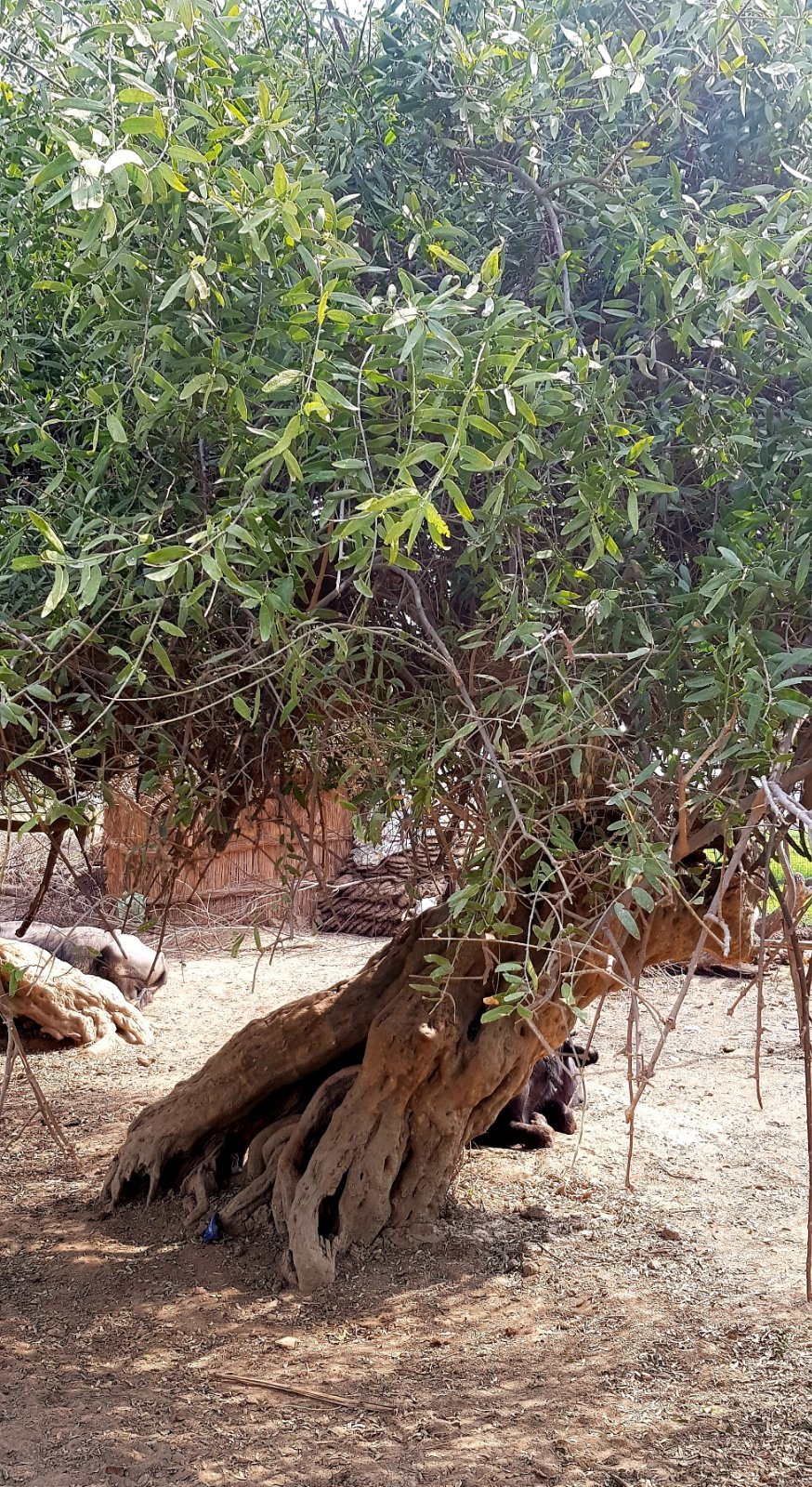 33 plants varshana 2019