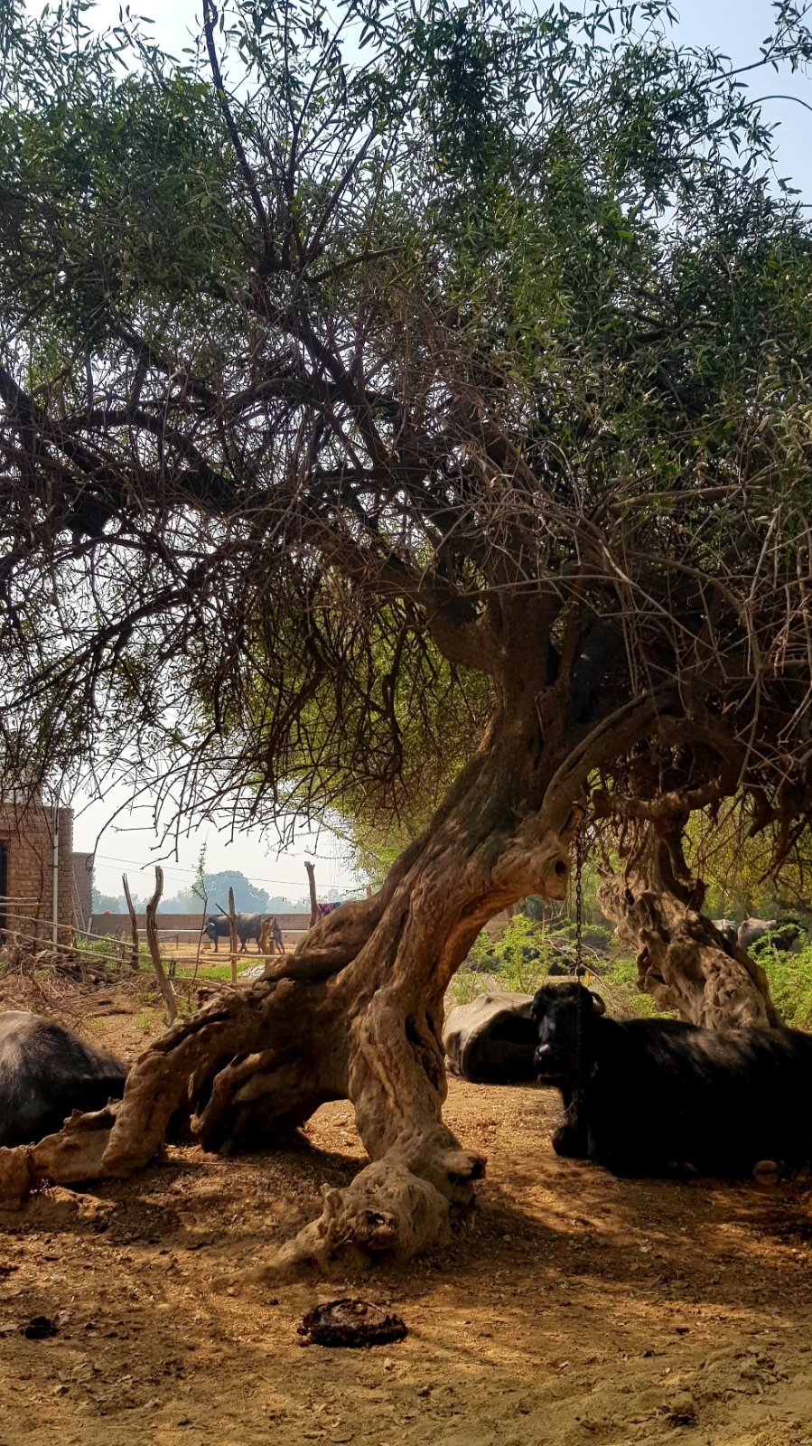 34 plants varshana 2019