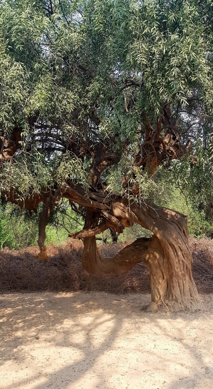 35 plants varshana 2019