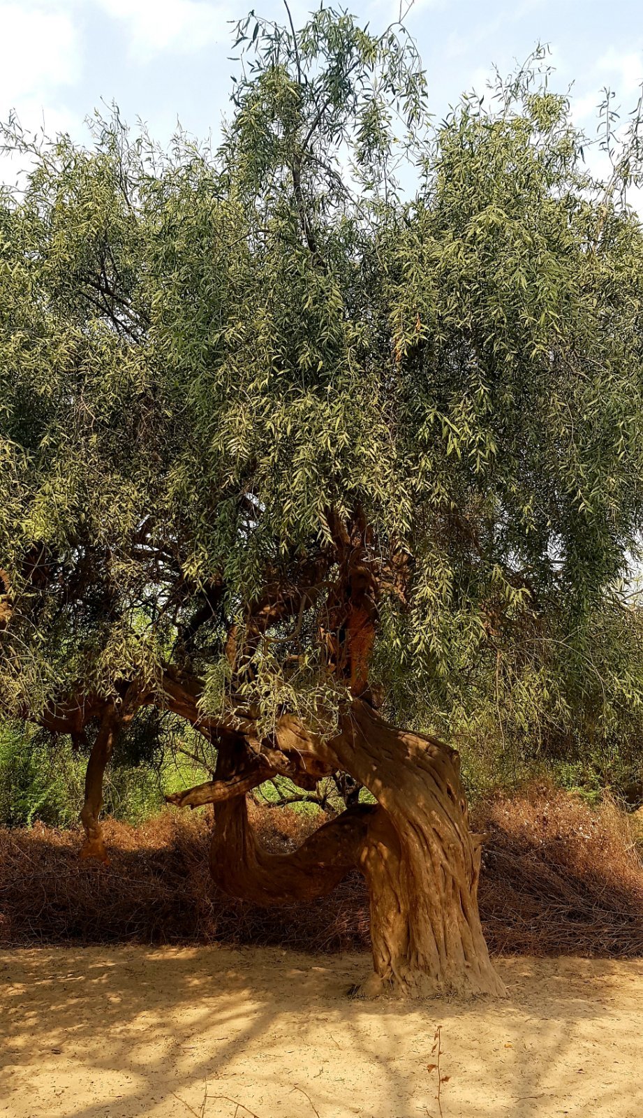 37 plants varshana 2019