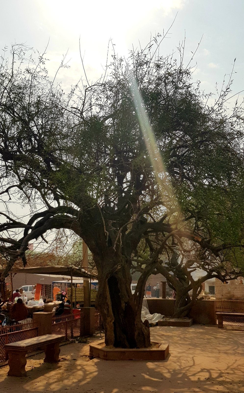 38 plants varshana 2019