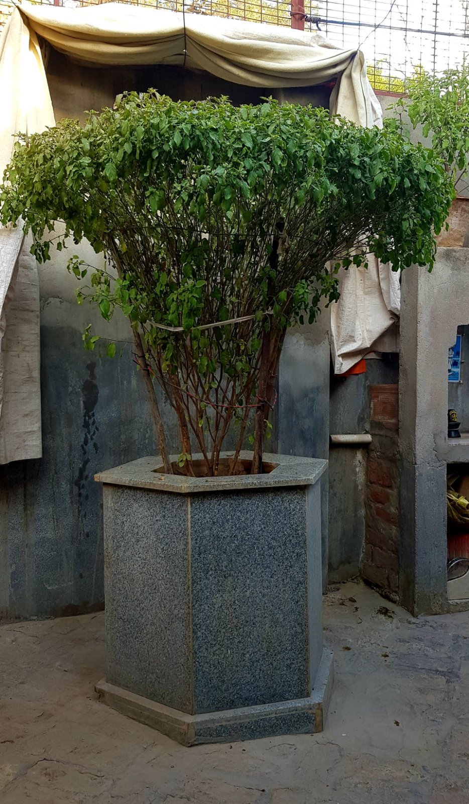 40 plants varshana 2019