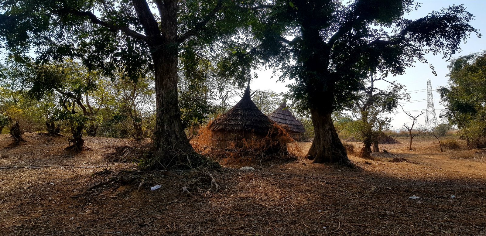 43 plants varshana 2019