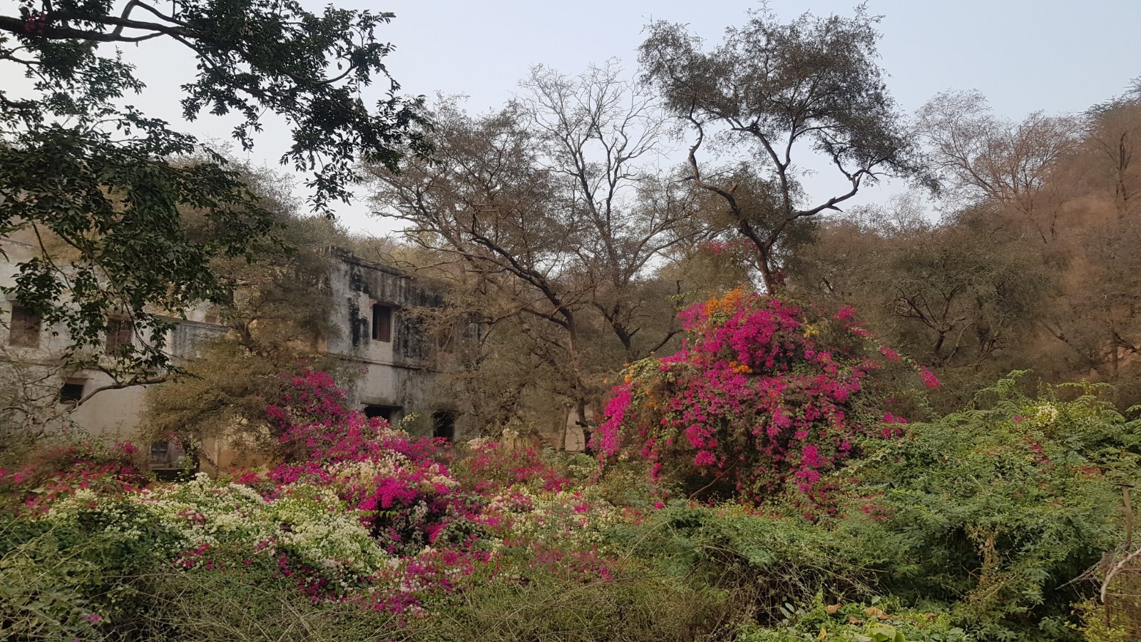 6 plants varshana 2019 12 10