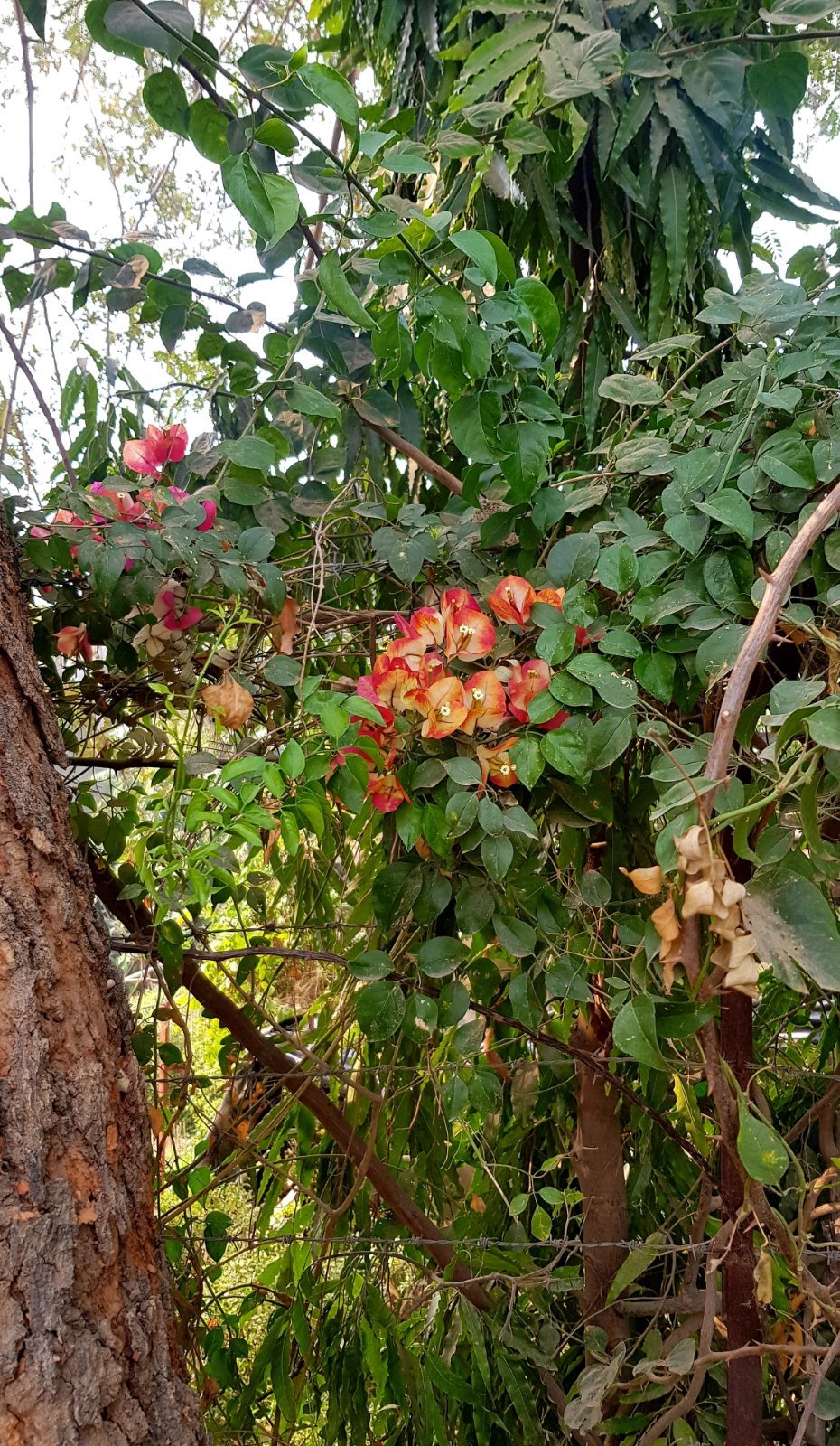 8 plants varshana 2019 12 10