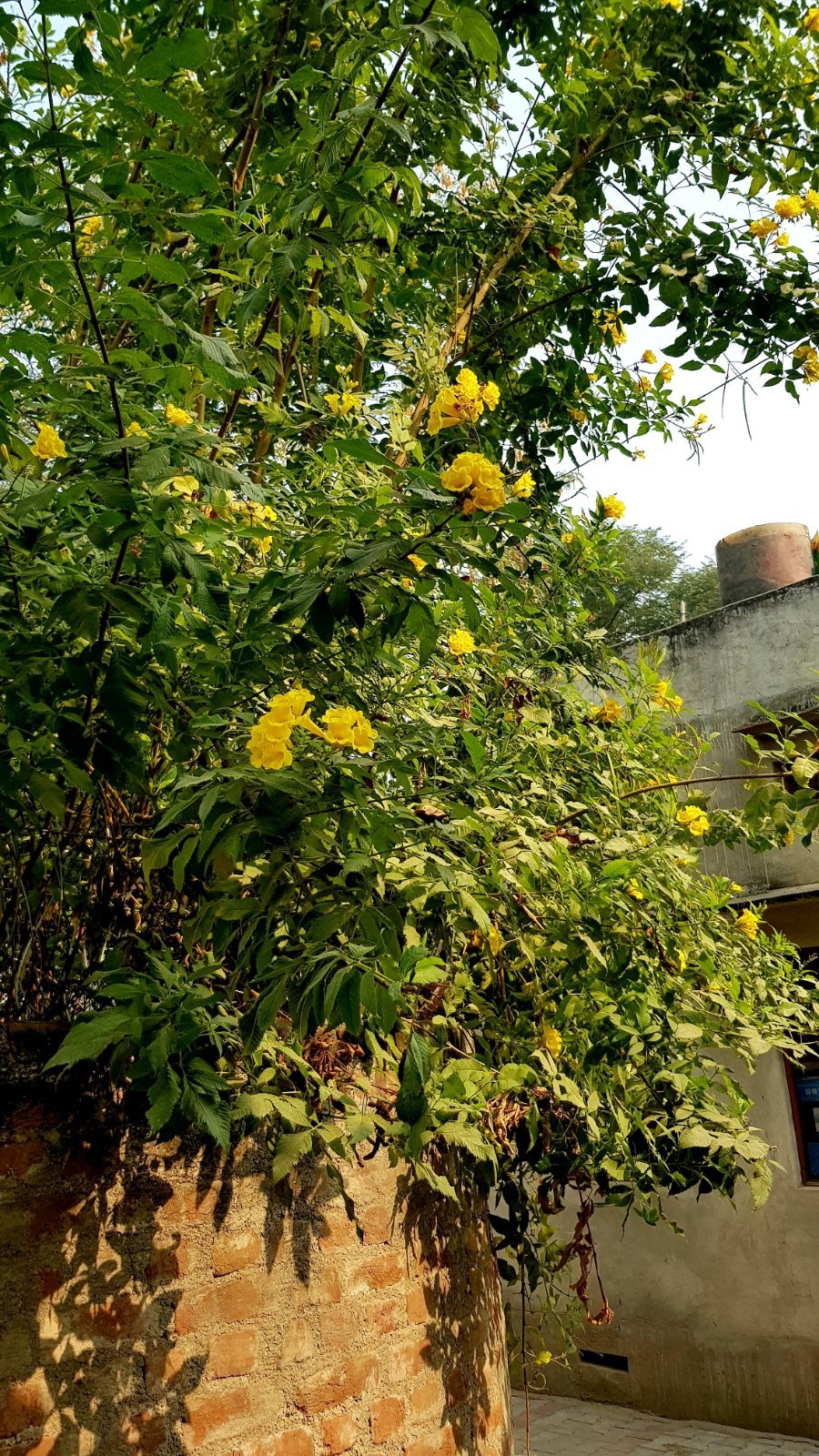 9 plants varshana 2019 12 10