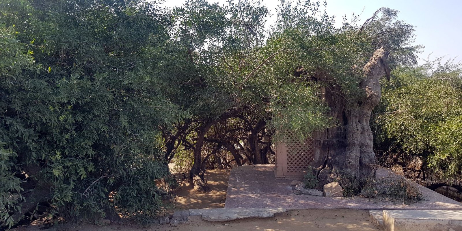 2 kisori kisorananda das babaji bhajan place varshana 2020 01 24