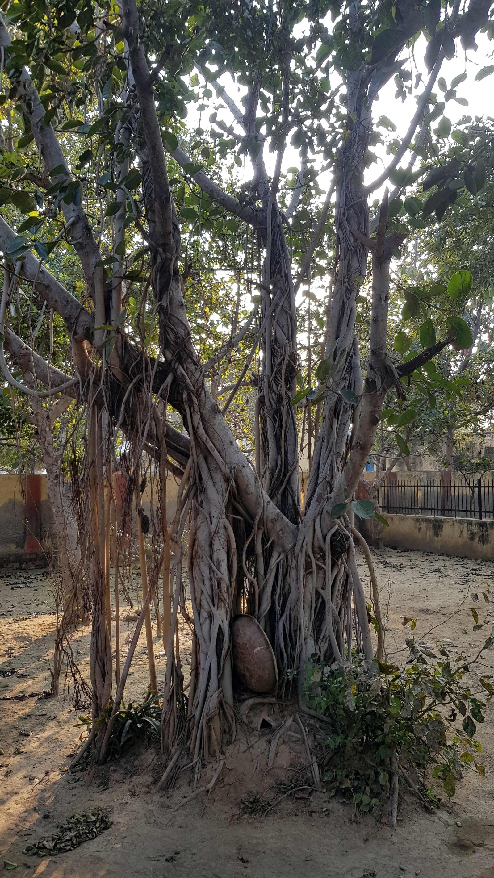 110 chandra sarovara 2020 01 29