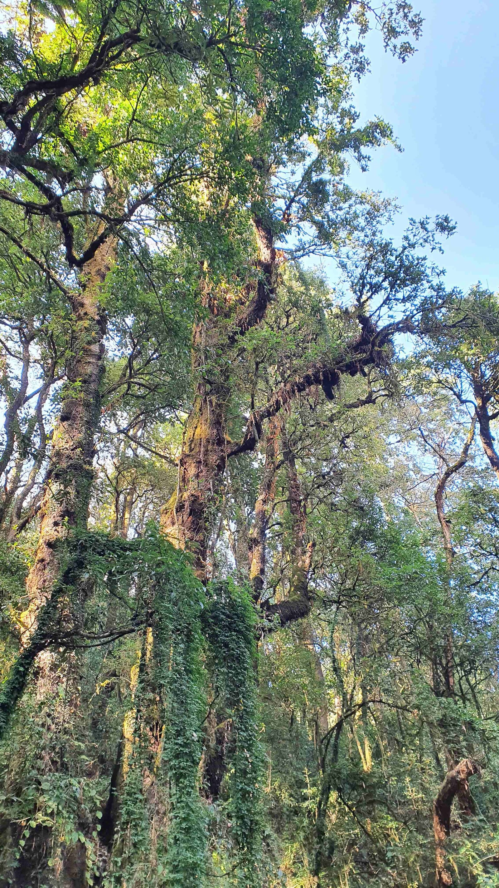 30 shiva puri mountain trees kathmandu nepal 2024.01.08