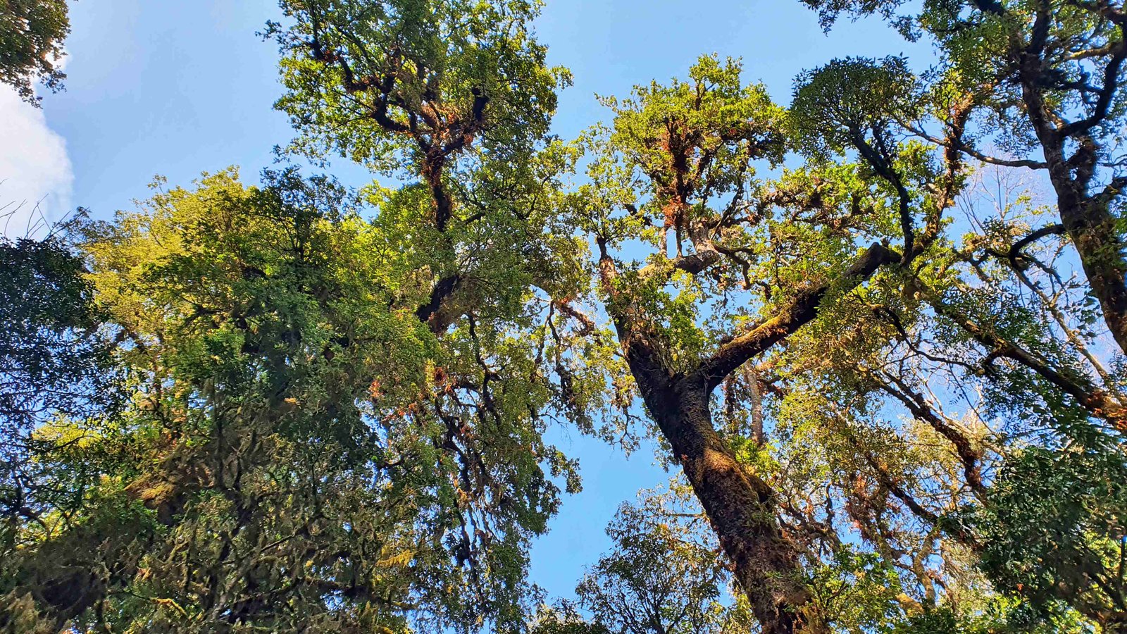 31 shiva puri mountain trees kathmandu nepal 2024.01.08