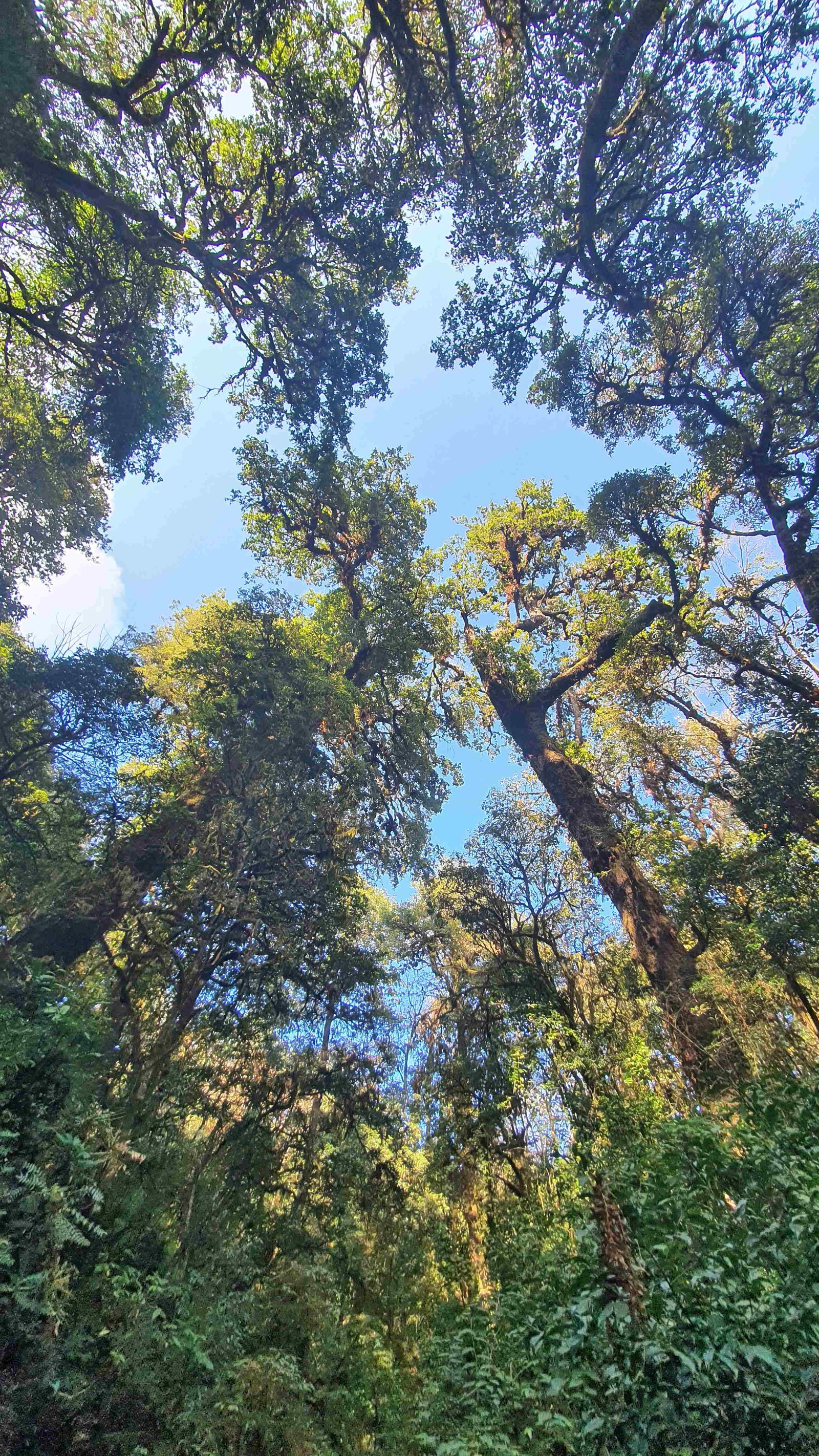 32 shiva puri mountain trees kathmandu nepal 2024.01.08