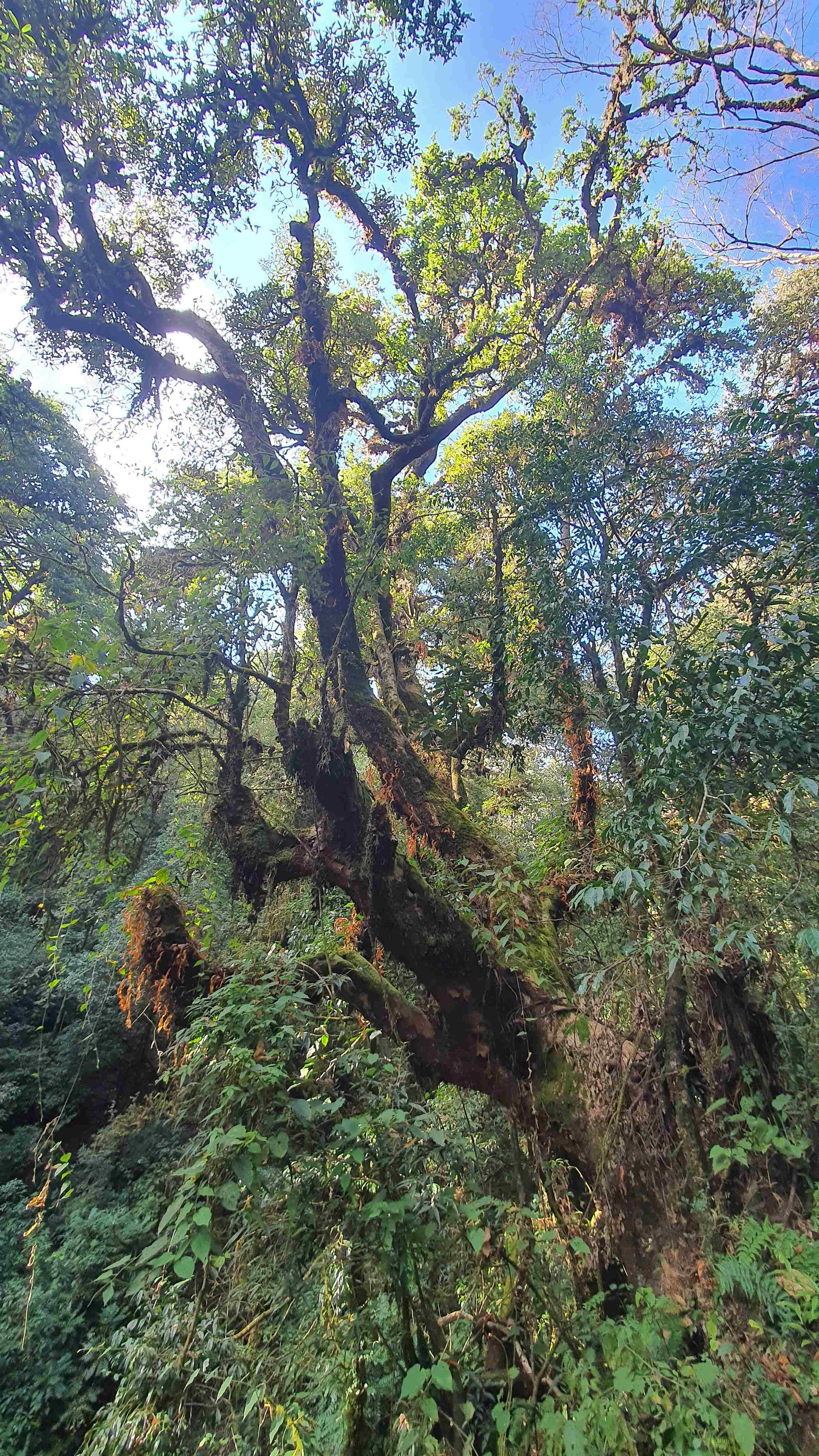 33 shiva puri mountain trees kathmandu nepal 2024.01.08