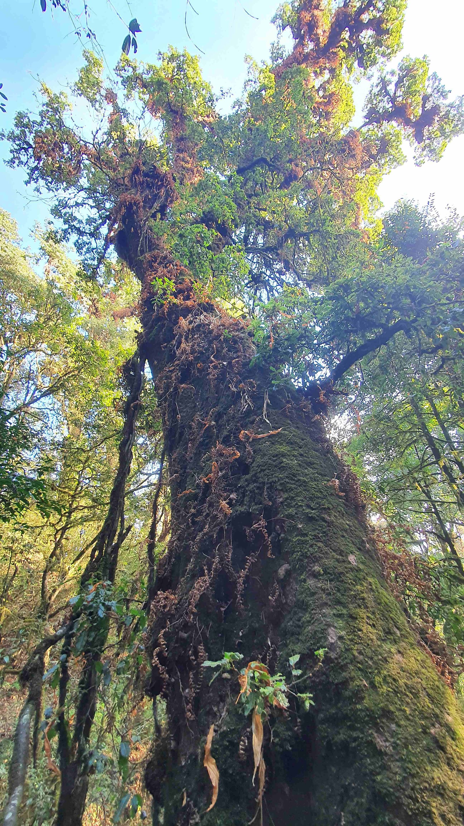 35 shiva puri mountain trees kathmandu nepal 2024.01.08
