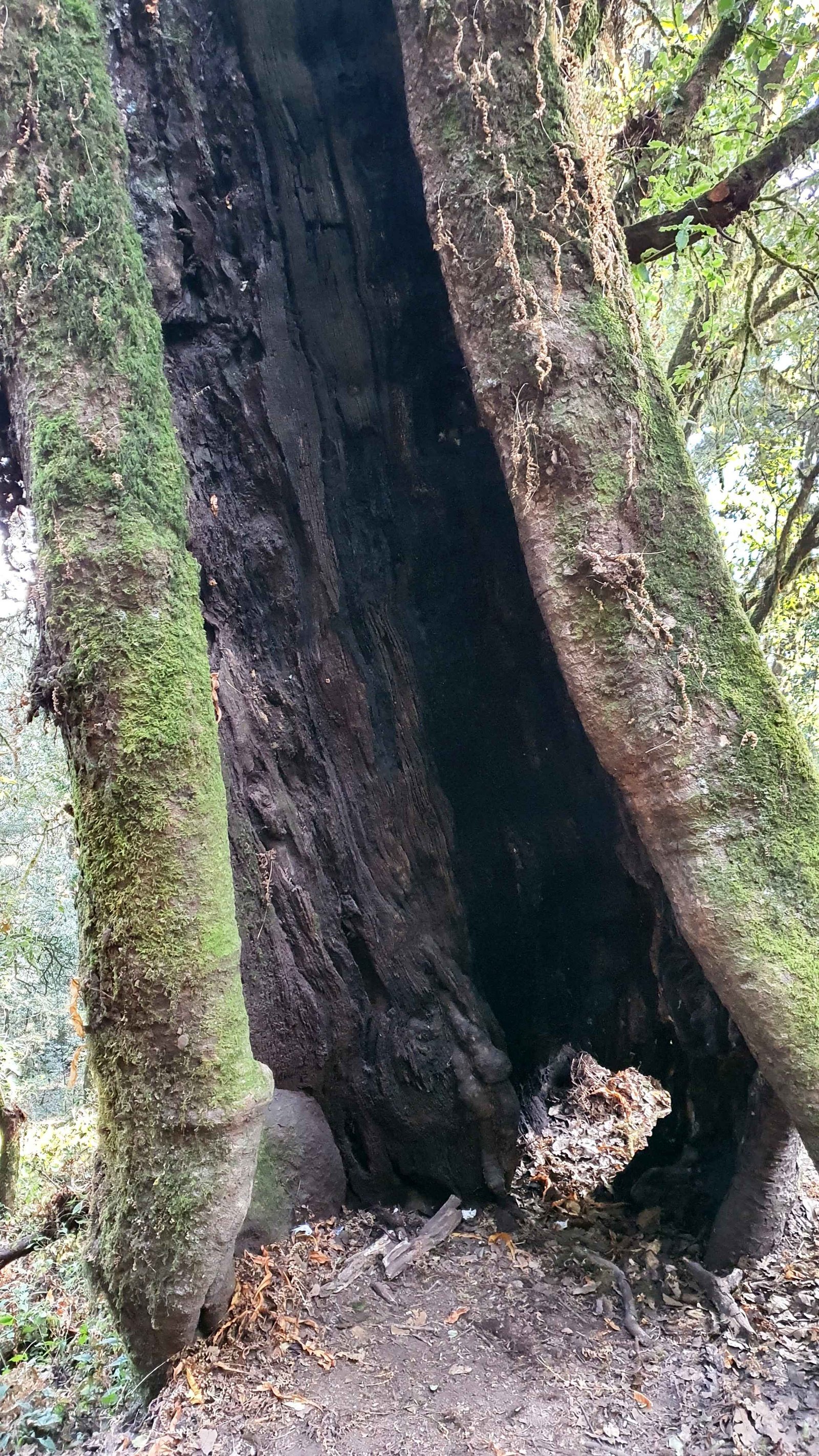 36 shiva puri mountain trees kathmandu nepal 2024.01.08