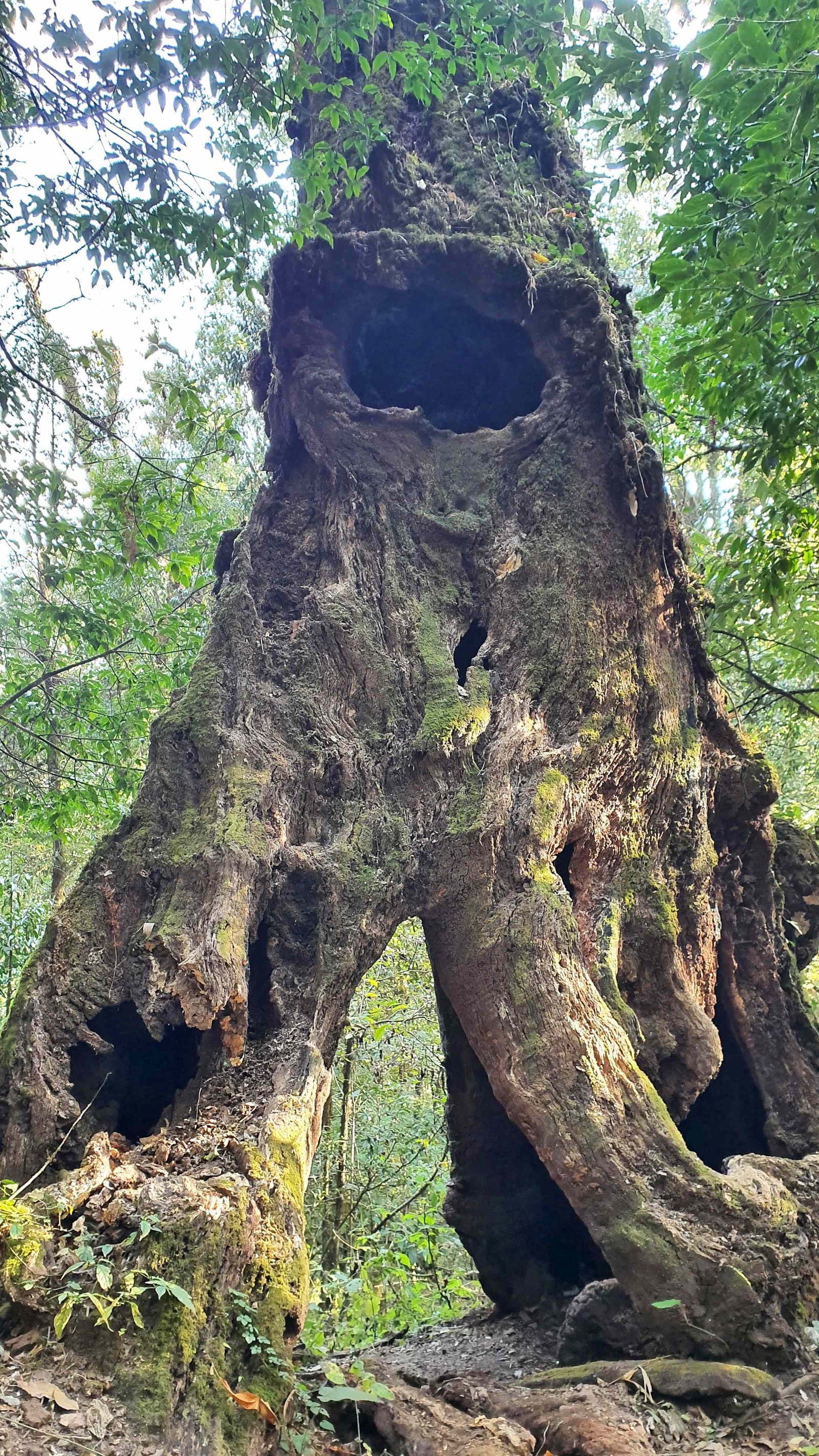39 shiva puri mountain trees kathmandu nepal 2024.01.08