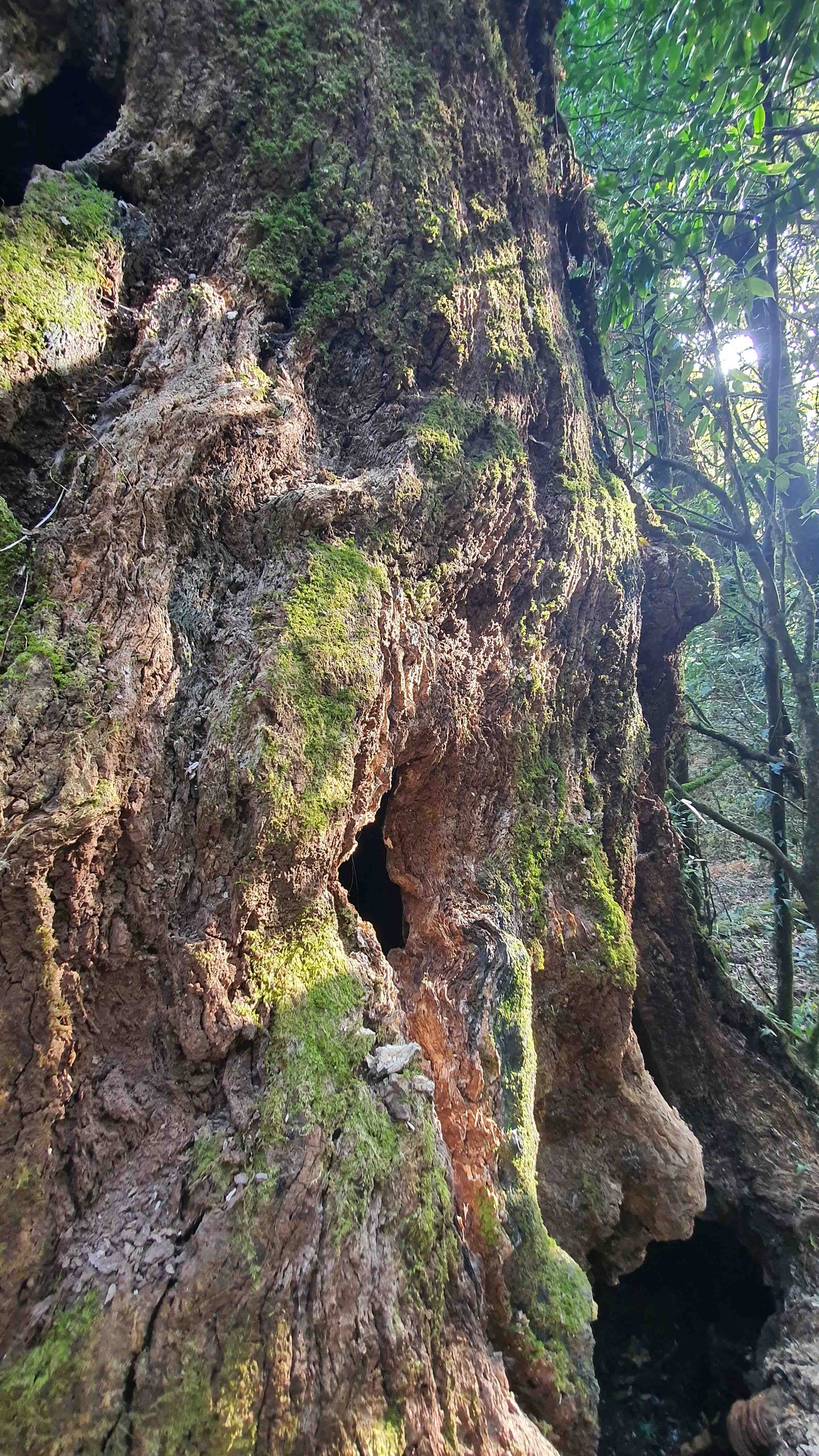 41 shiva puri mountain trees kathmandu nepal 2024.01.08