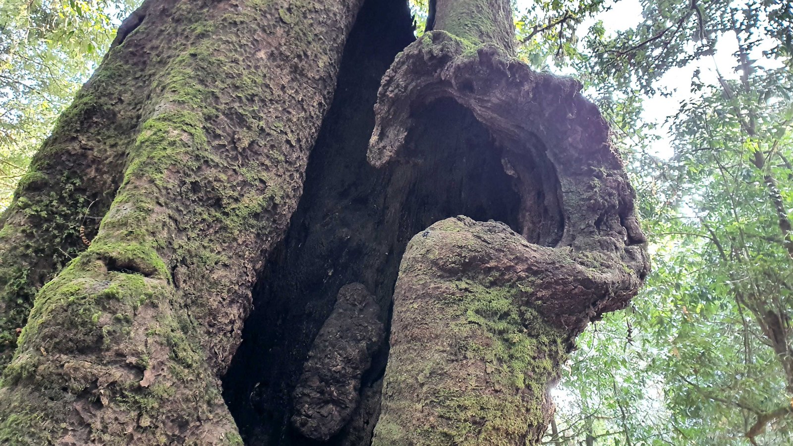 43 shiva puri mountain trees kathmandu nepal 2024.01.08
