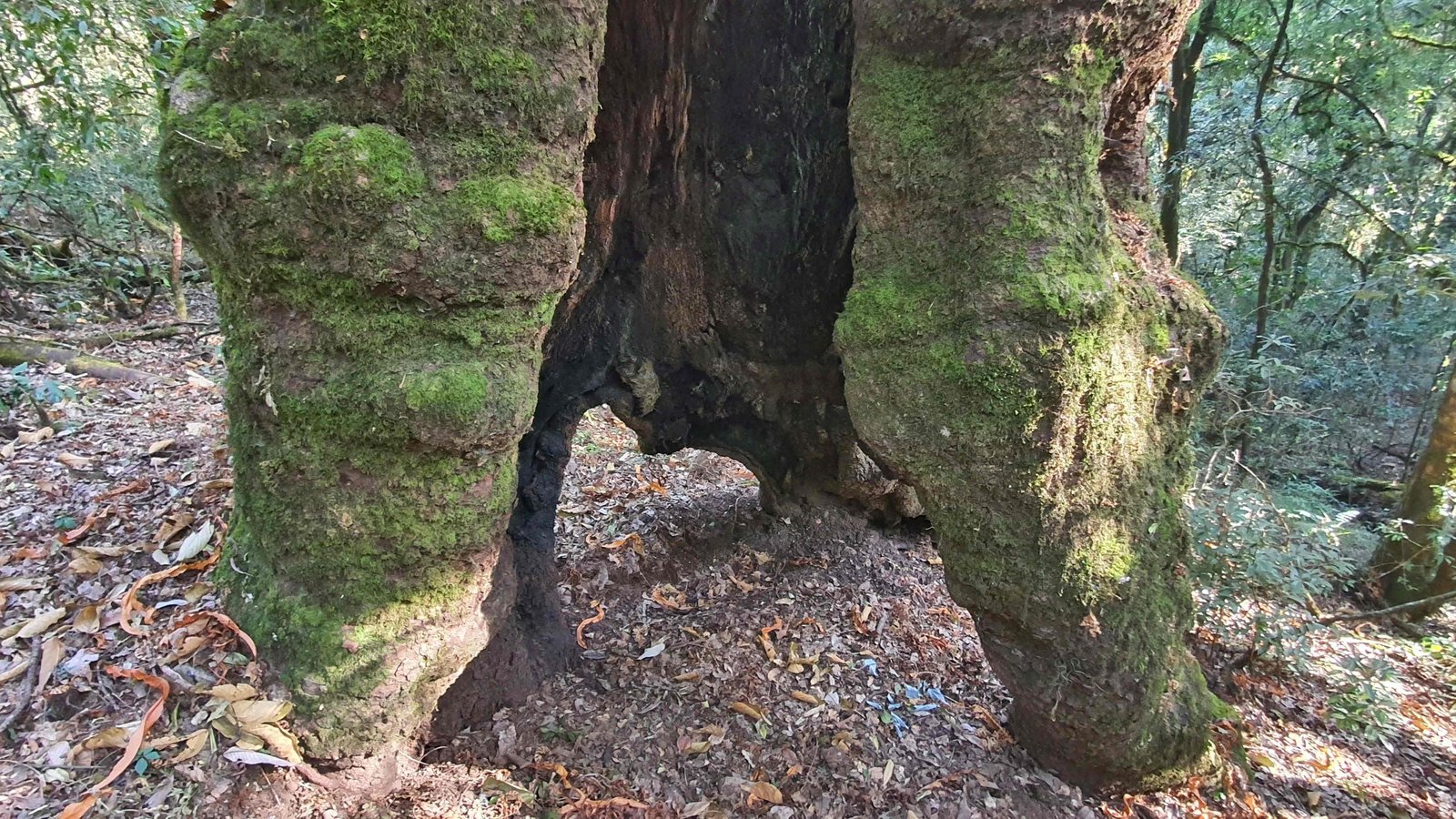 44 shiva puri mountain trees kathmandu nepal 2024.01.08