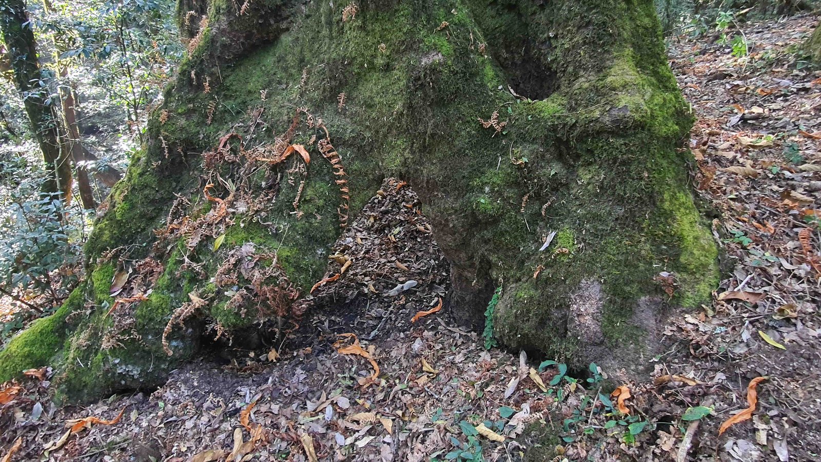 45 shiva puri mountain trees kathmandu nepal 2024.01.08