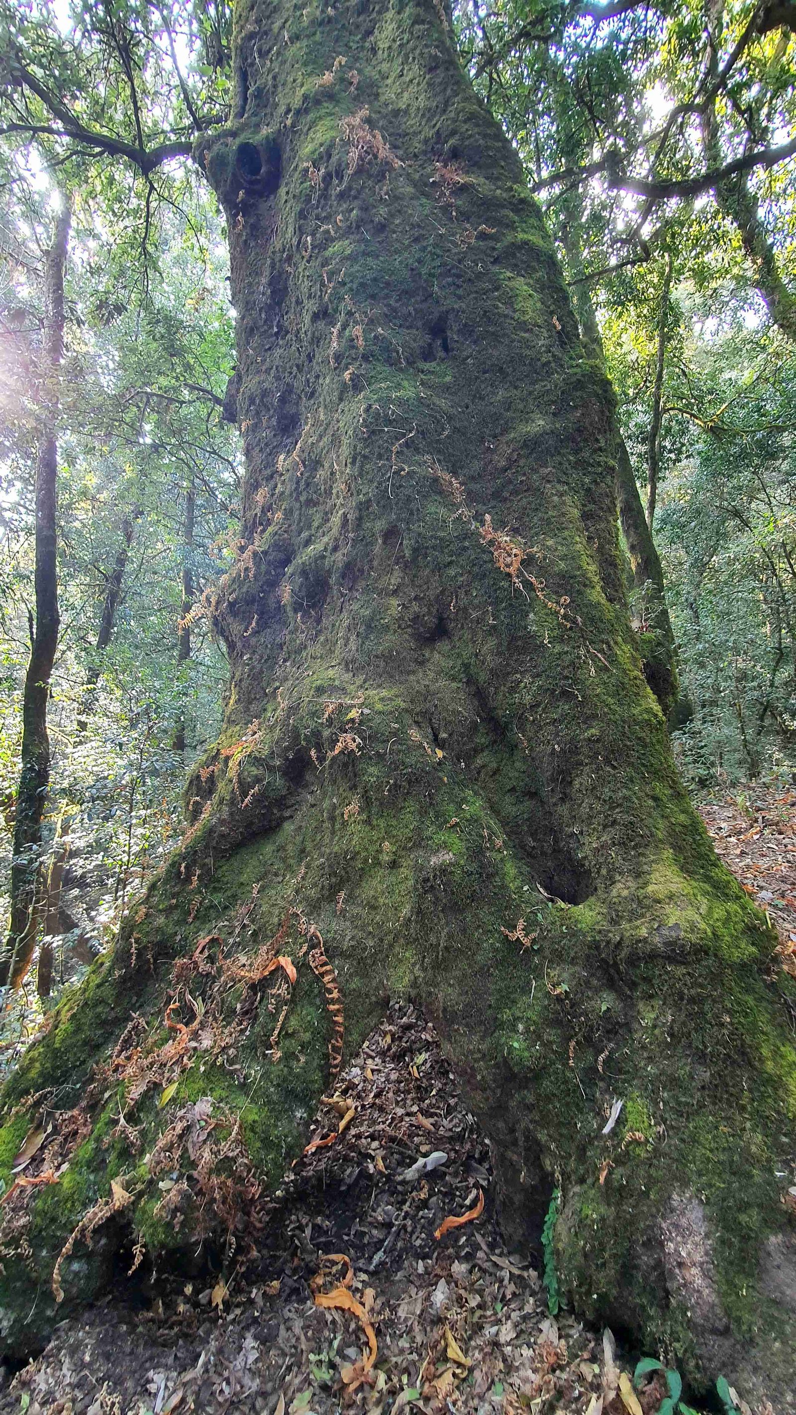 46 shiva puri mountain trees kathmandu nepal 2024.01.08
