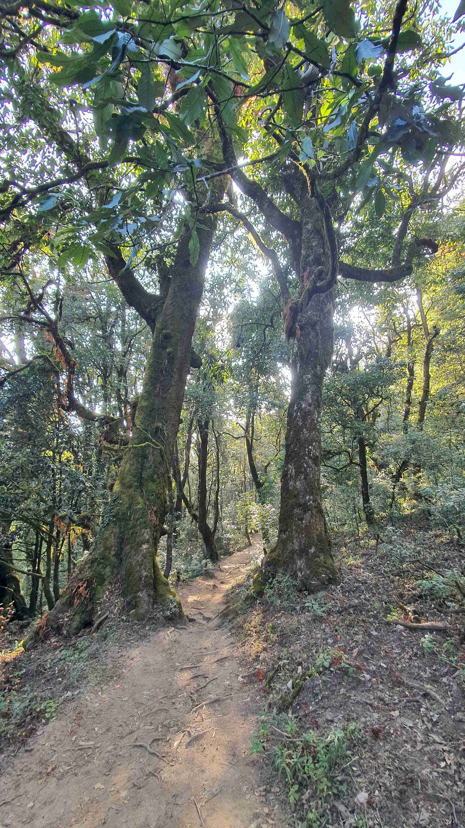 48 shiva puri mountain trees kathmandu nepal 2024.01.08