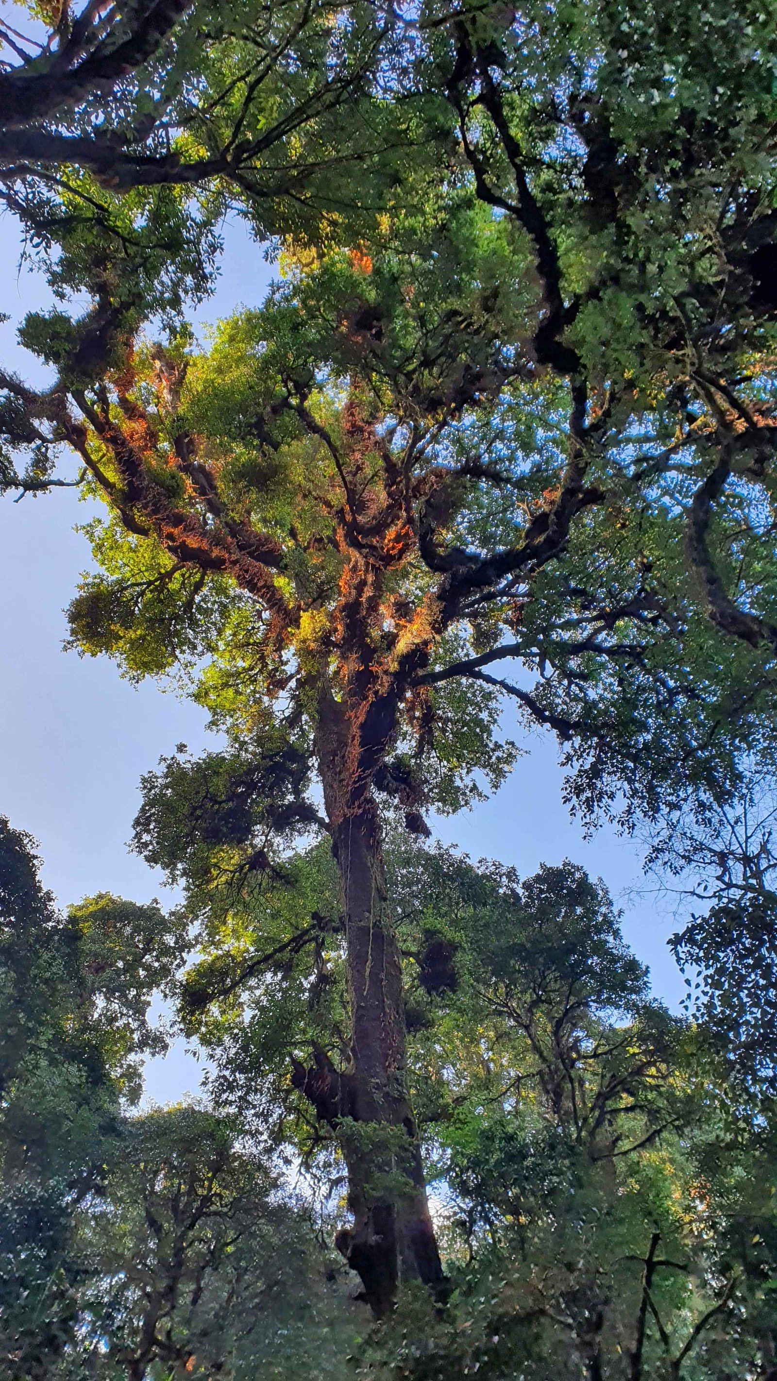 49 shiva puri mountain trees kathmandu nepal 2024.01.08