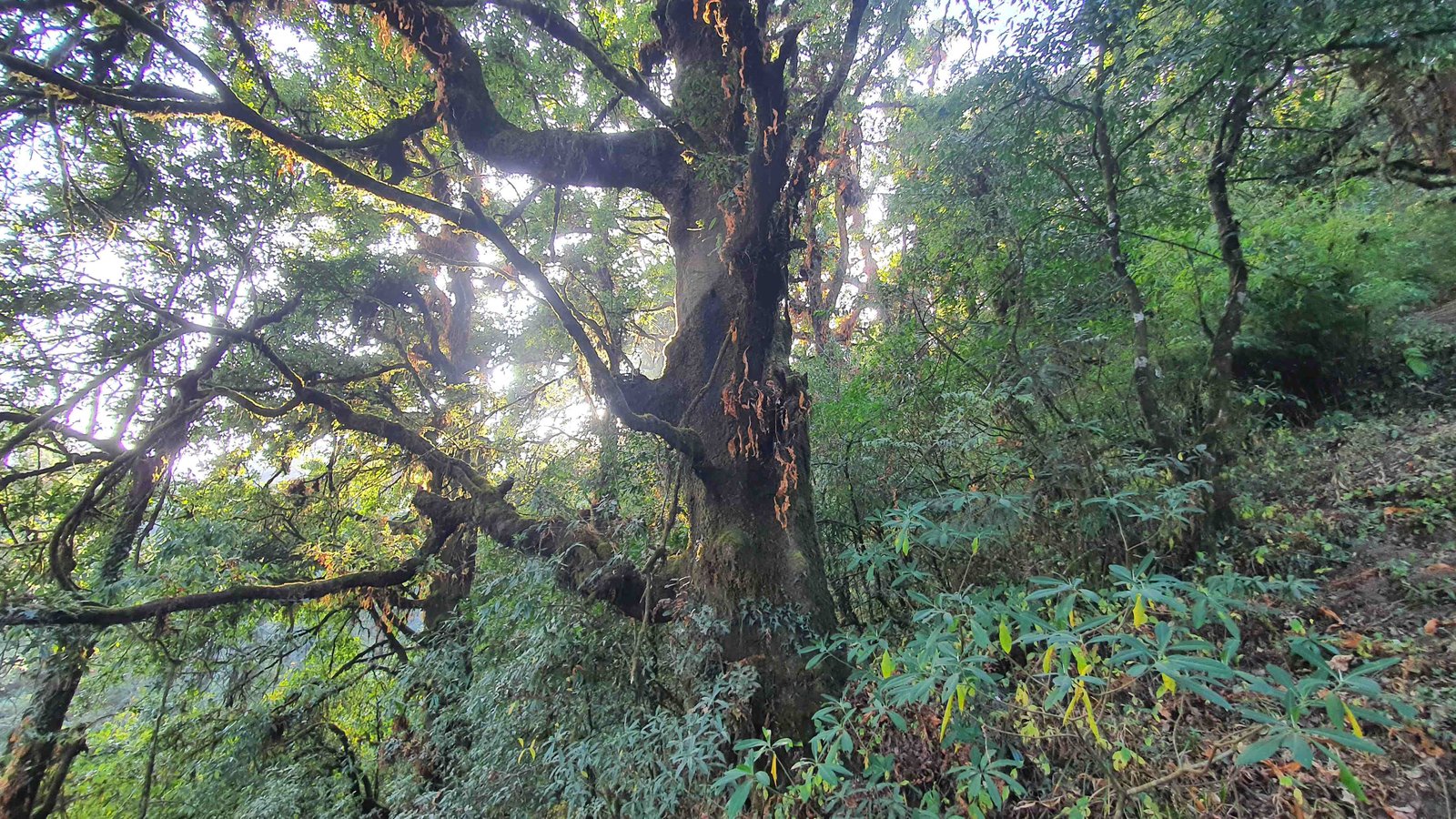 50 shiva puri mountain trees kathmandu nepal 2024.01.08