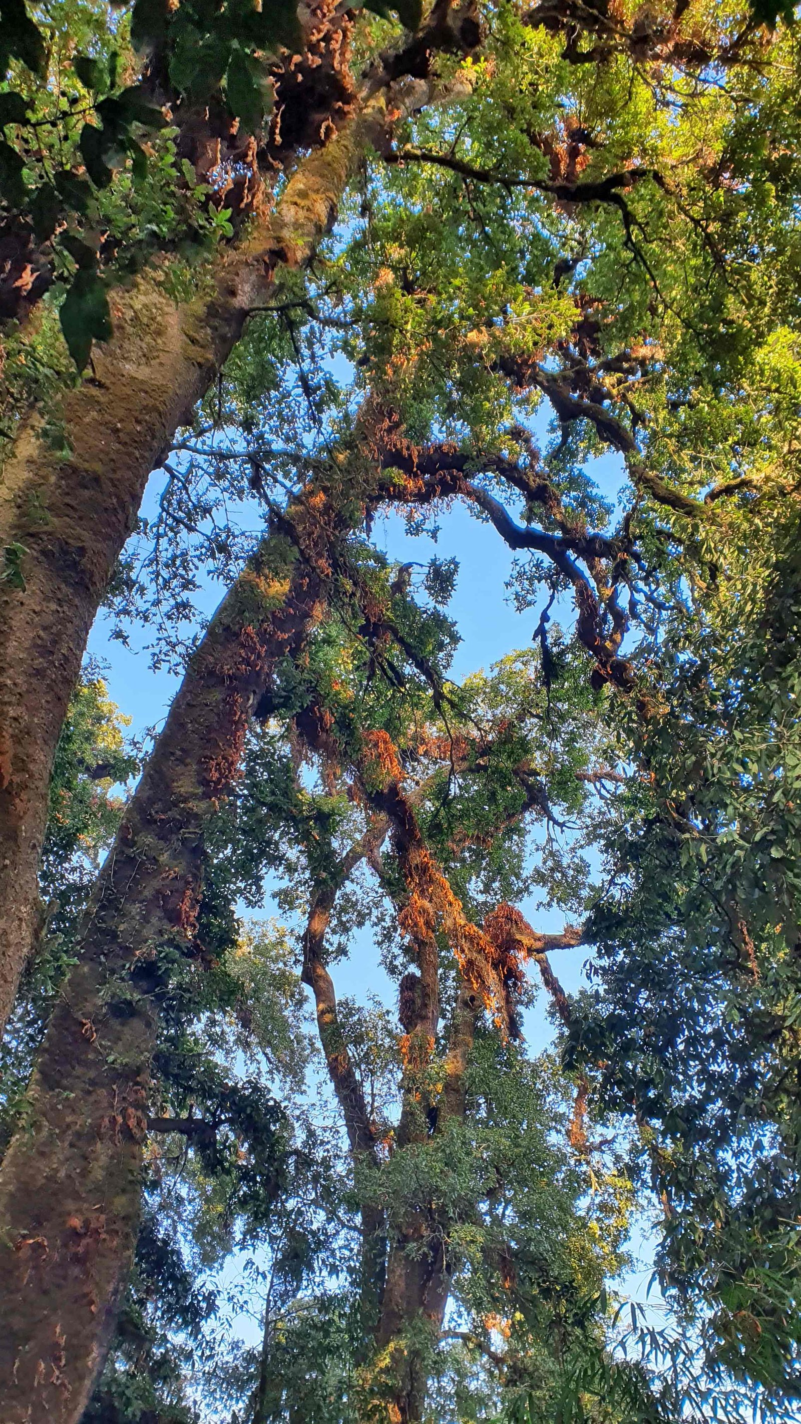 51 shiva puri mountain trees kathmandu nepal 2024.01.08
