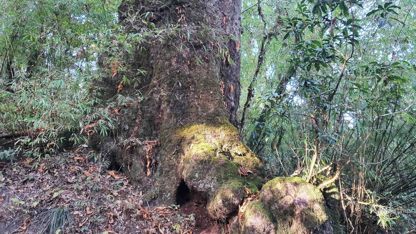 52 shiva puri mountain trees kathmandu nepal 2024.01.08